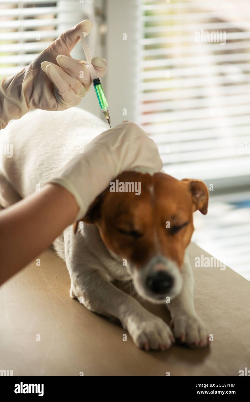 Hund Injektion Impfstoff durch Tierarzt. Konzept der Veterinärmedizin Stockfoto