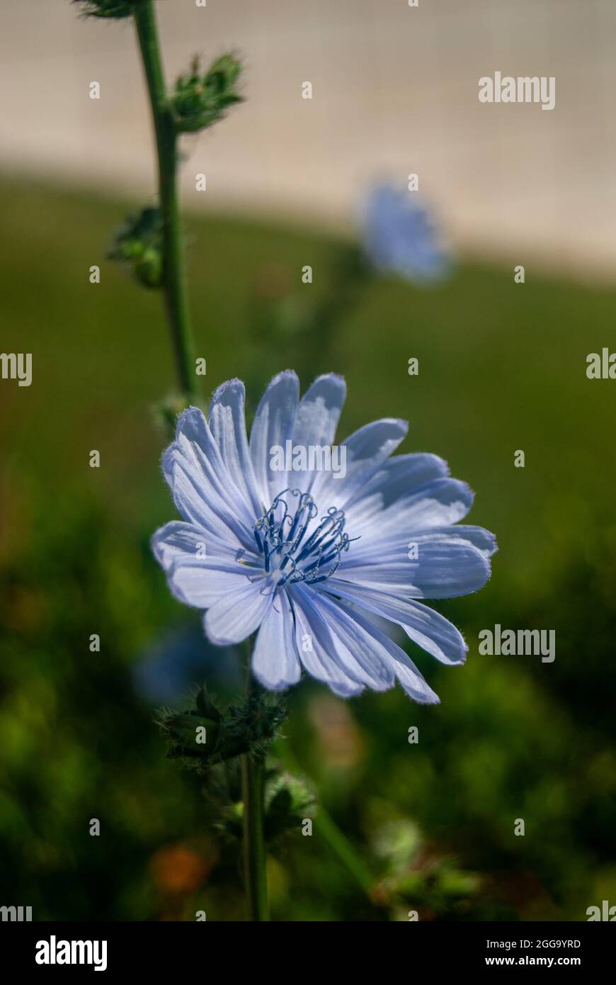 Ein hellblauer Chicory auf der Seite des Pflasters - gewöhnlicher Chicory, Cichorium, Makro, Vertikal, selektiver Fokus Stockfoto