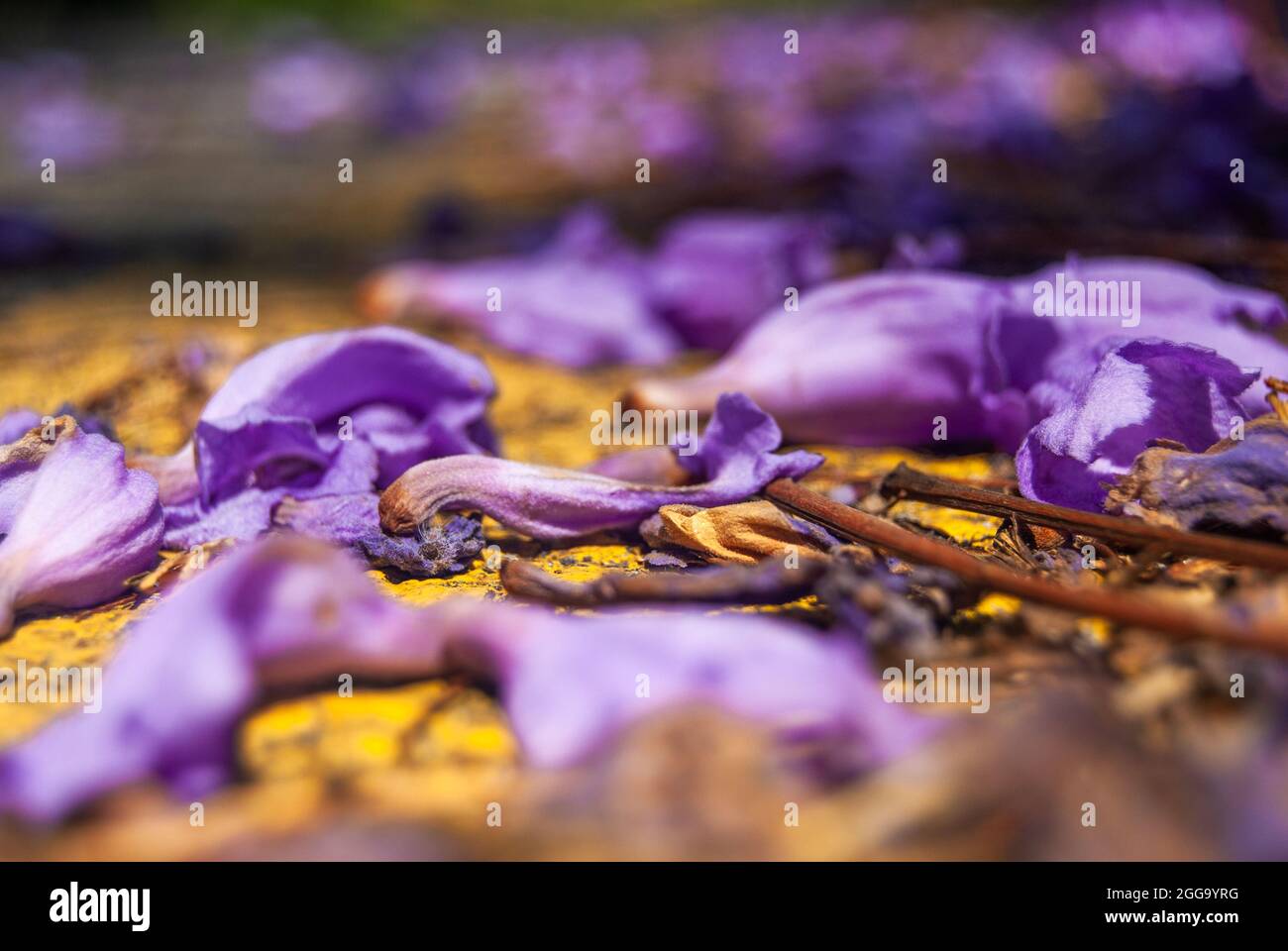 Nahaufnahme von gefallenen violetten Jacaranda-Blumen auf einer gelben Straßenmarkierung - Makroaufnahme, selektiver Fokus Stockfoto