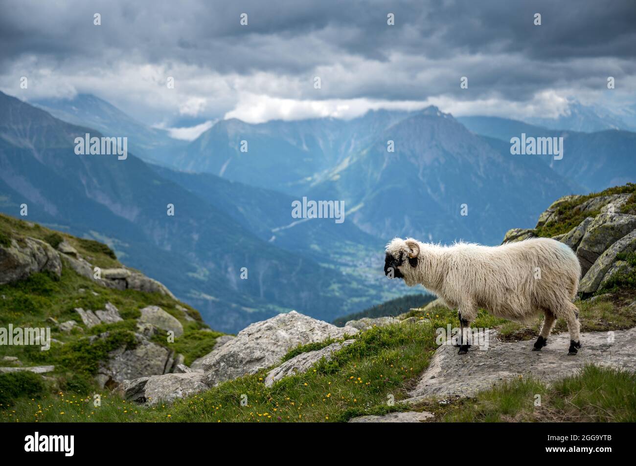 Walliser Schwarznasenschafe im Wallis an einem regnerischen Sommertag Stockfoto