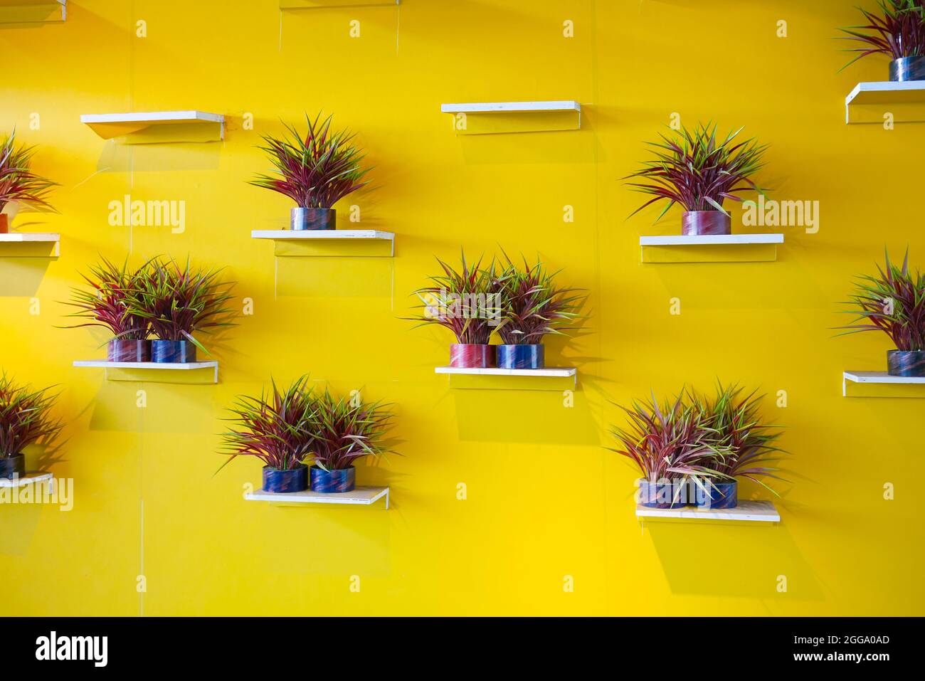 Topfpflanzen an der gelben Wand Stockfoto