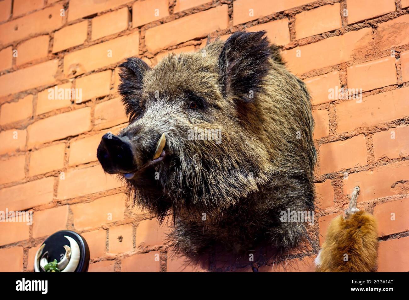 Wildschweinkopf als Jagdtrophäe auf dem Backsteinmauer Hintergrund. Stockfoto