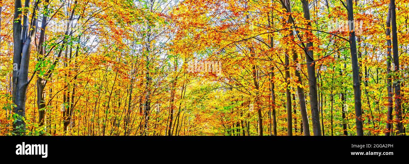 Bäume mit Herbstfarben in einem Wald. Fallt Panorama Hintergrund Stockfoto