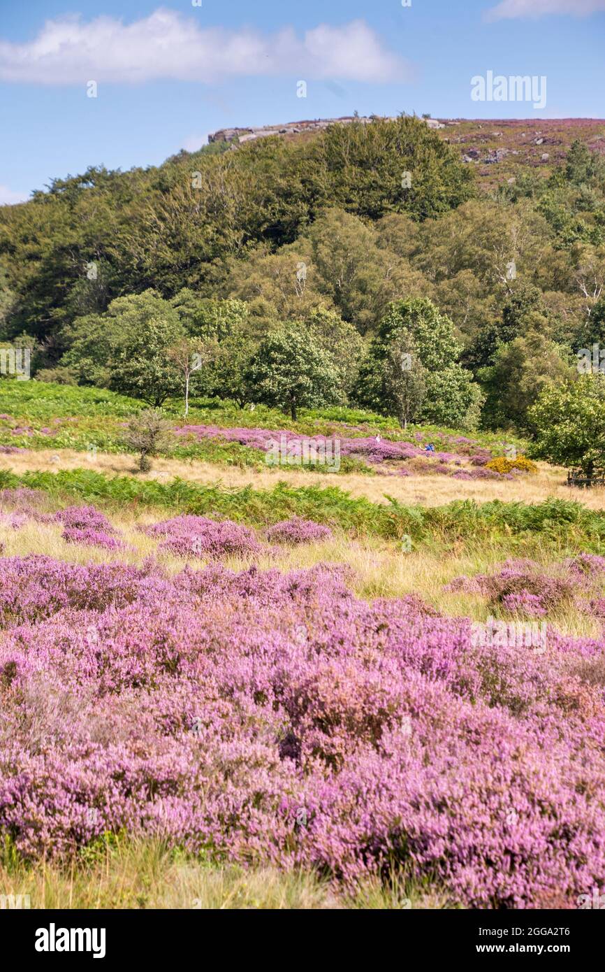 Derbyshire UK – 20 Aug 2020: Die Landschaft des Peak District ist am schönsten im August, wenn blühende Heide die Landschaft rosa färben, Longshaw Estat Stockfoto