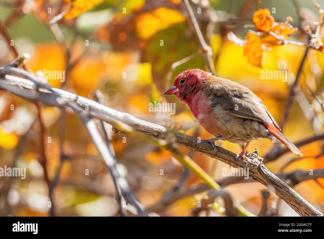 Rotschnabel-Feuerfink - Lagonosticta senegala, schöner kleiner roter Barschvögel aus afrikanischen Büschen und Gärten, Äthiopien. Stockfoto
