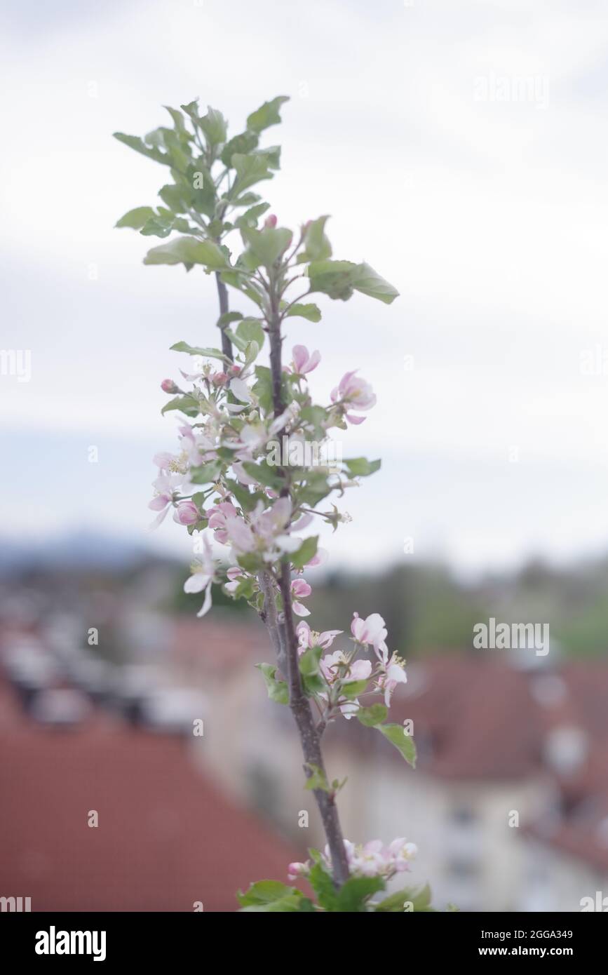 Apfelblüten Zweig in voller Blüte Stockfoto