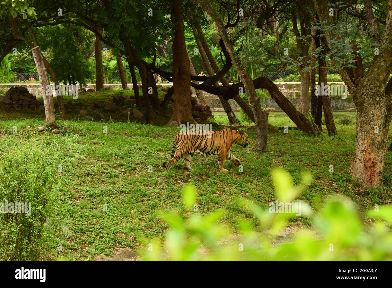 Wildes Tier EIN großer weißer Tiger im Zoologischen Park Foto Bild Stockfoto