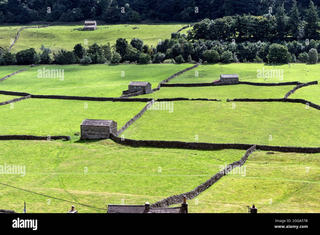 Traditionelle Steinhäuser und Farmland am Stadtrand von Gunnerside Village, Yorkshire Dales, Großbritannien Stockfoto