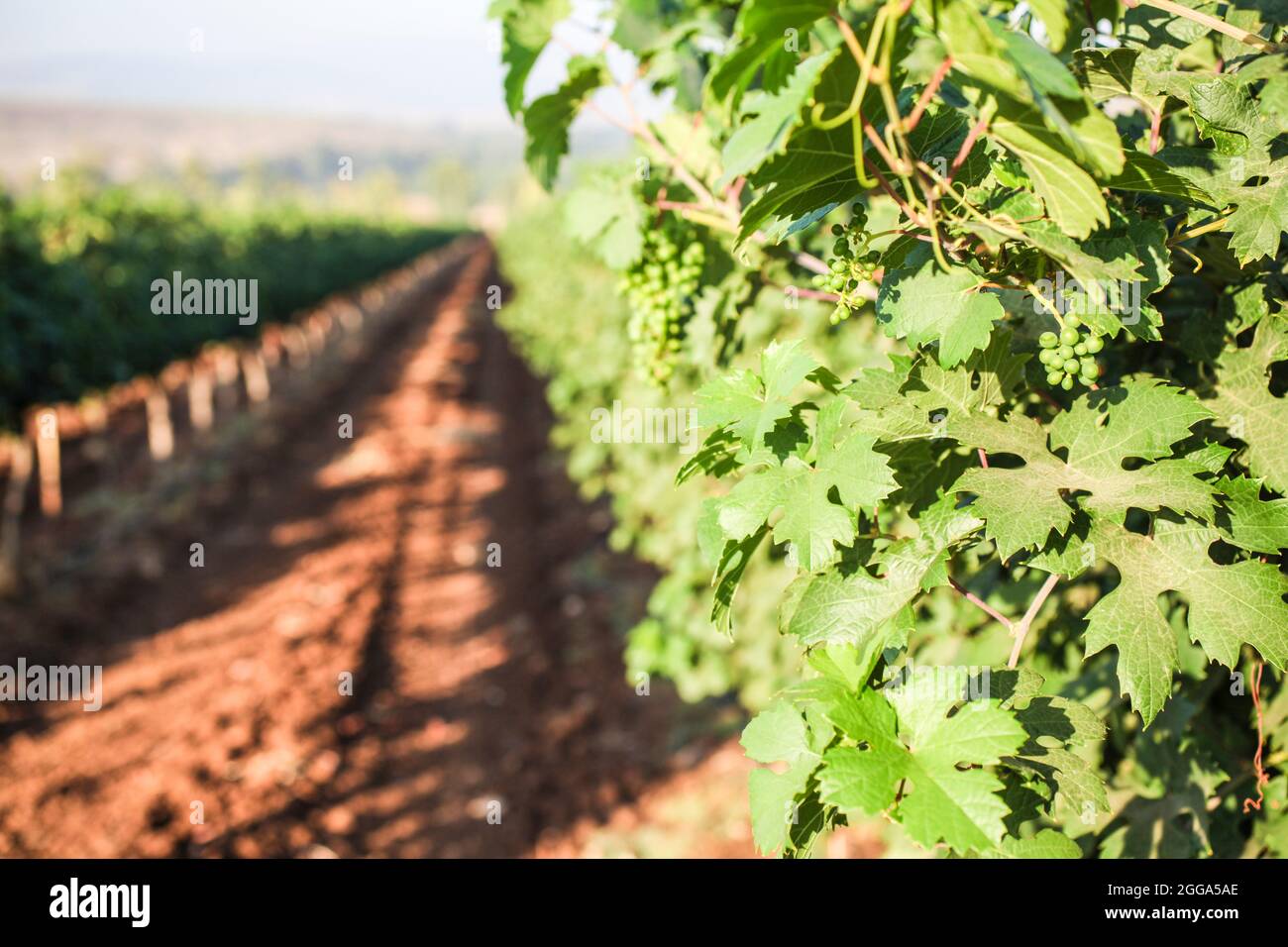 Unreife Trauben auf einer Weinrebe in einem Weinberg, der im Juli in Kfar Tabor, Israel, fotografiert wurde Stockfoto