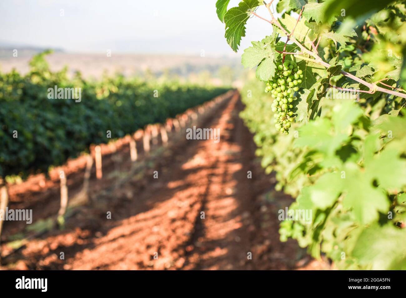 Unreife Trauben auf einer Weinrebe in einem Weinberg, der im Juli in Kfar Tabor, Israel, fotografiert wurde Stockfoto