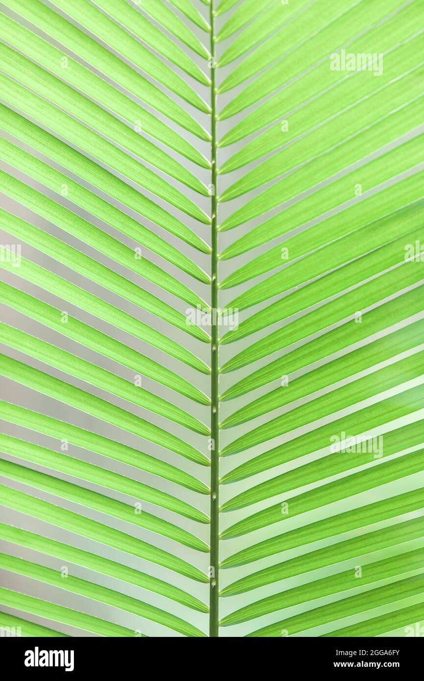 Grüne tropische Palmenblätter aus der Nähe bei Sonnenlicht. Abstrakte Linien und entblößt von grünen Palmblättern gegen grüne Palmblätter verschwommen in den Hintergründen Stockfoto
