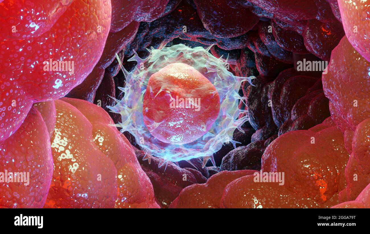 3d-Illustration von Leukozytenzellen vom Typ Lymphozyten, weiße Blutkörperchen, 3d-Rendering Stockfoto