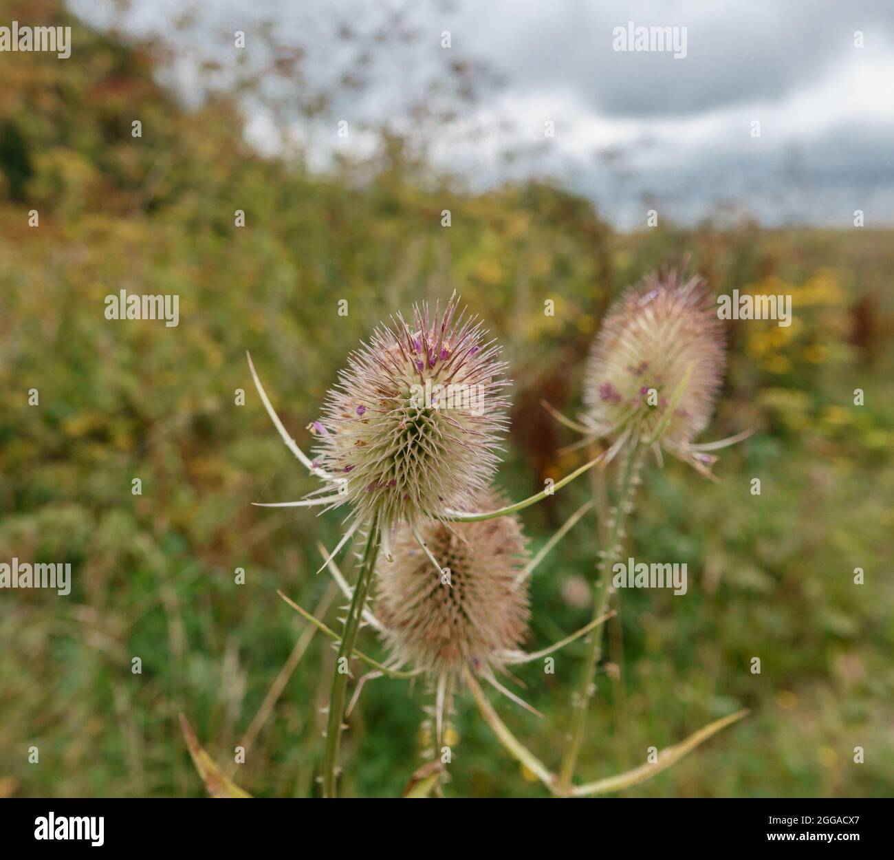 Nahaufnahme der Distel der wilden Teasel (Dipsacus fullonum) auf der Salisbury Plain, Großbritannien Stockfoto