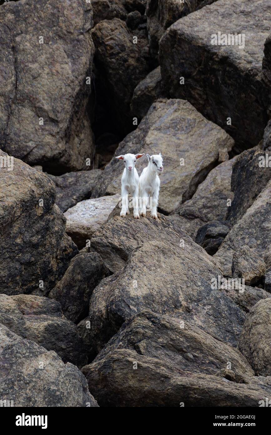 Zwei kleine weiße Ziegen stehen auf den Felsen Stockfoto
