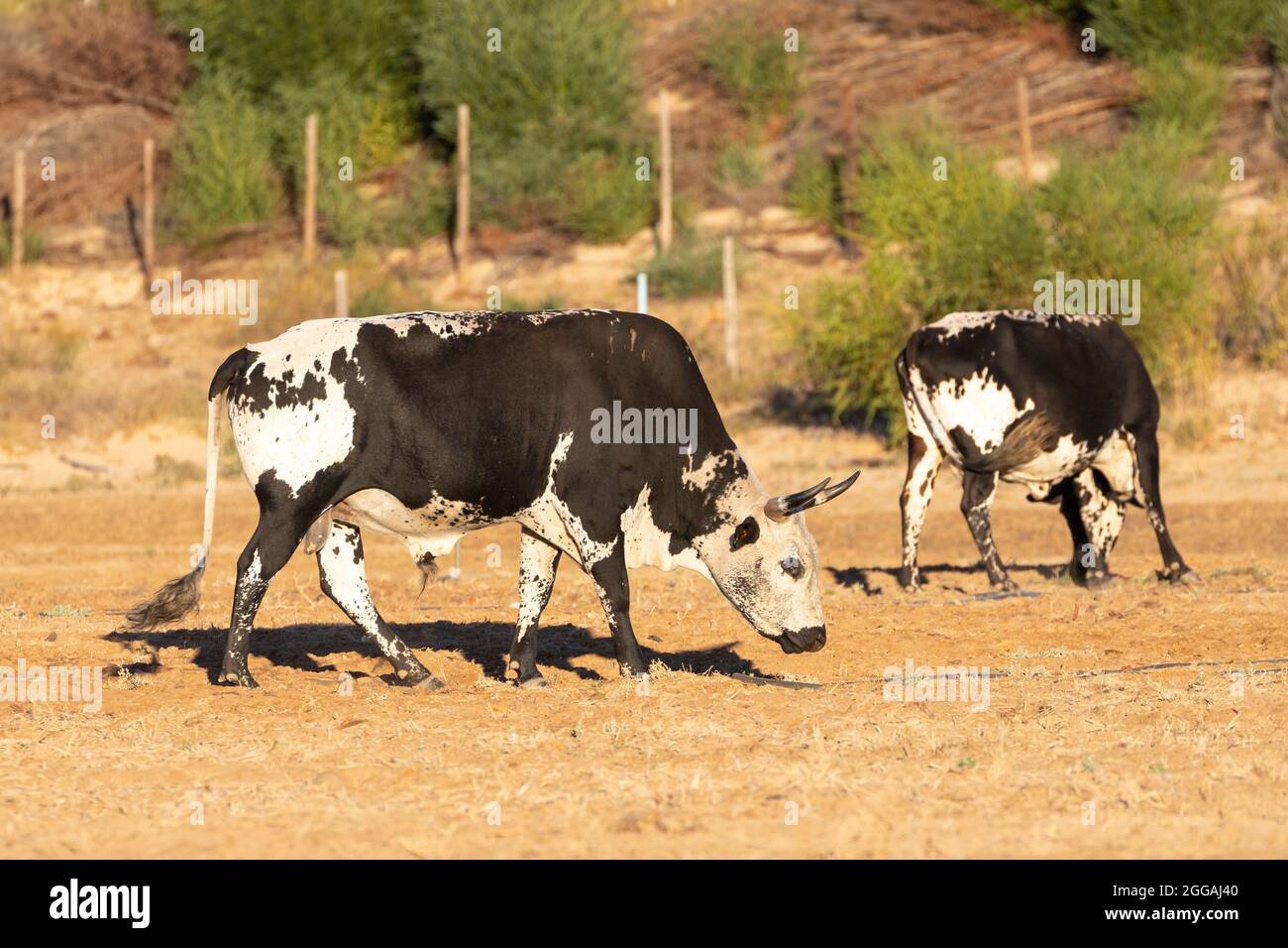 Nguni-Rinder, eine robuste Hybridrasse, die in Südafrika beheimatet ist, auf einer Weide bei Sonnenuntergang im Western Cape Stockfoto