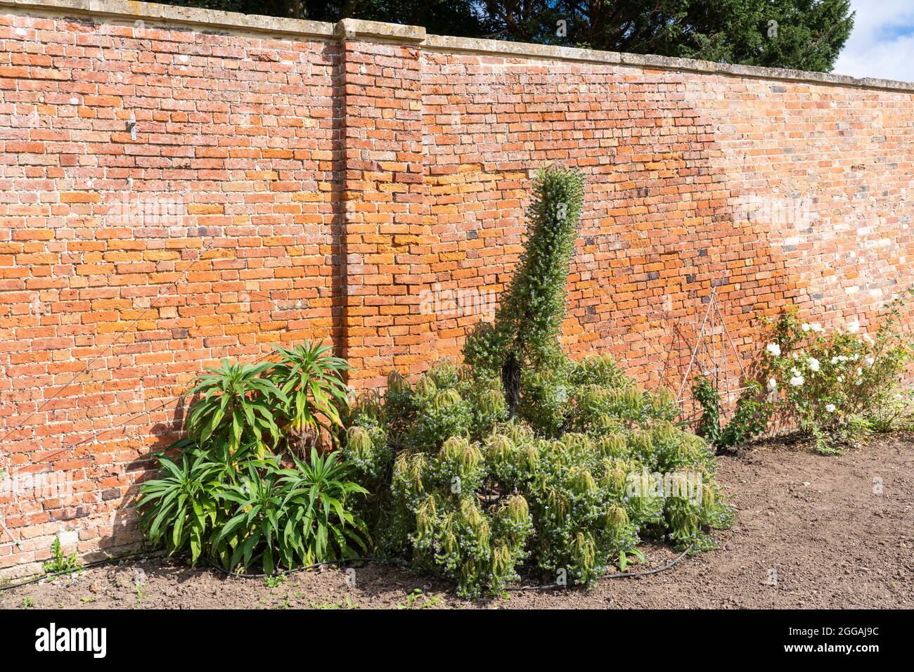 Echium candicans (Stolz von madeira) wachsen in den renovierten Georgian Walled Gardens, die ursprünglich von 'Capability' Brown im Croome Park, Großbritannien, entworfen wurden Stockfoto