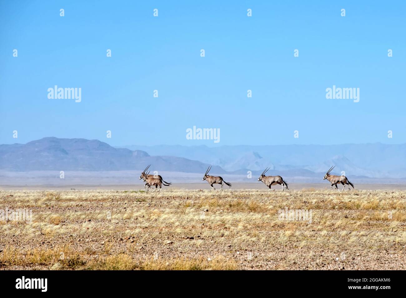 Oryx-Herde in der Namib-Wüste Stockfoto