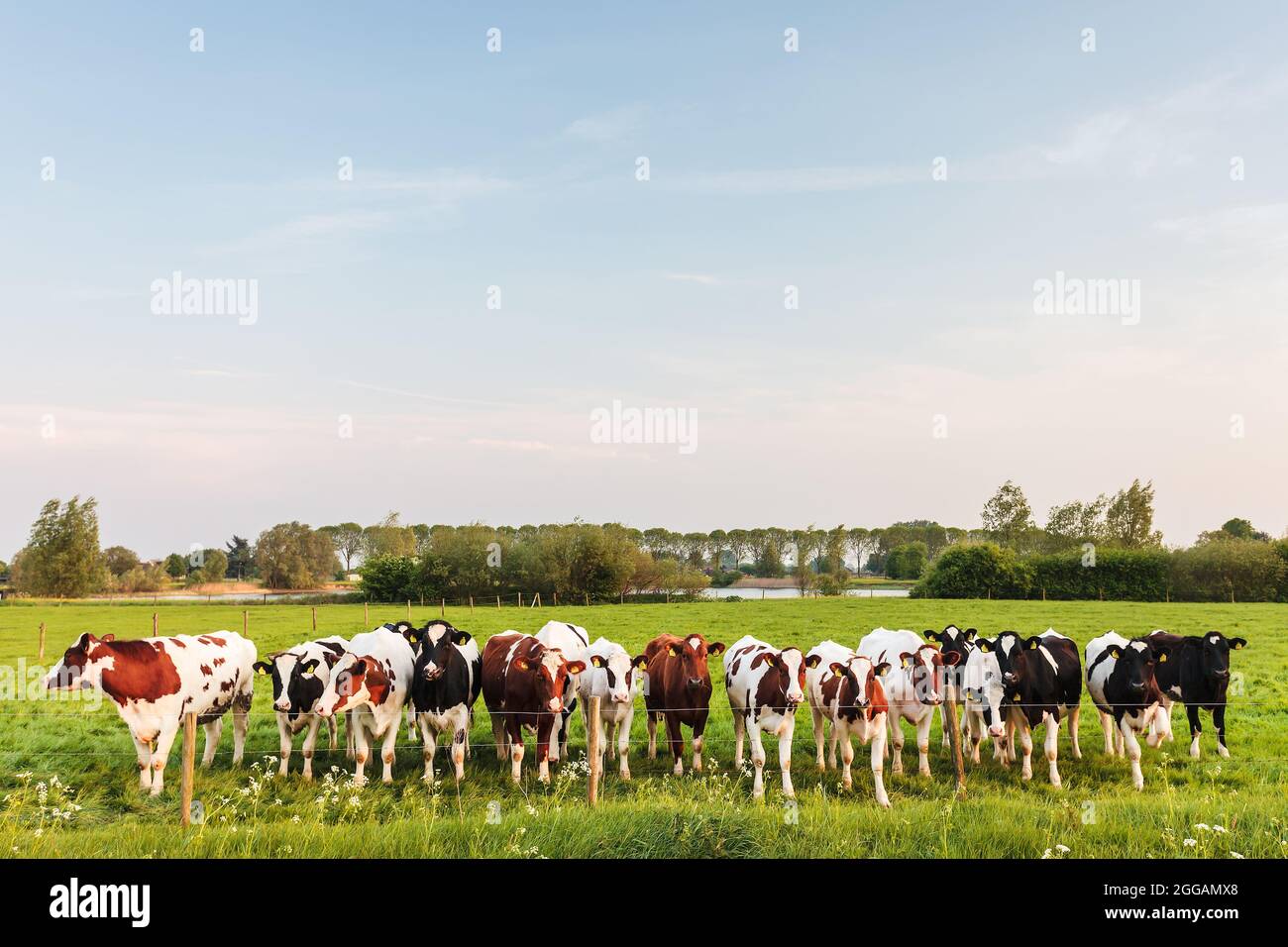 Große Reihe neugieriger holländischer Milchkühe mit einem Fluss im Hintergrund Stockfoto