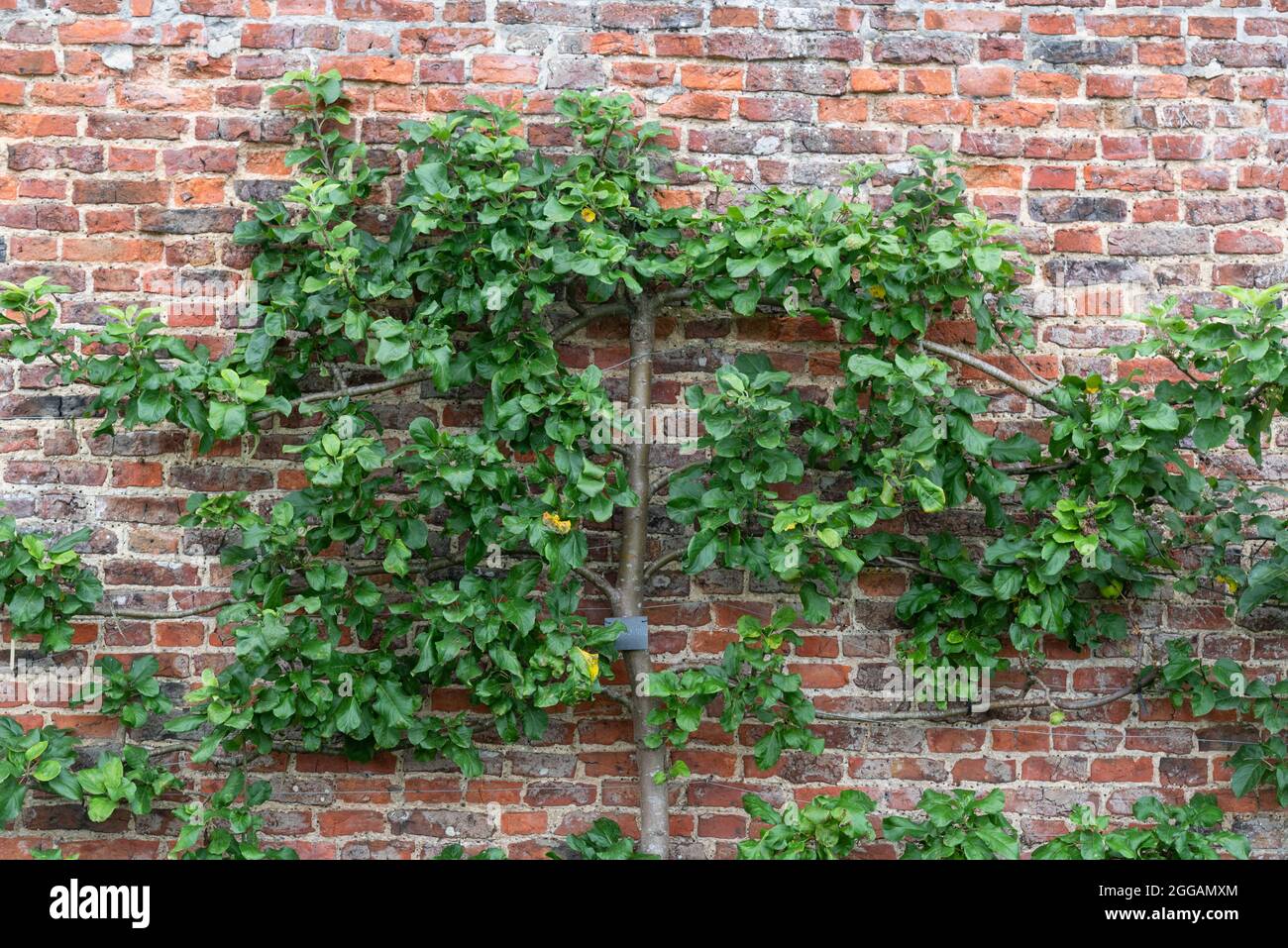 Obstbaum Spalier an einer Wand Stockfotografie Alamy