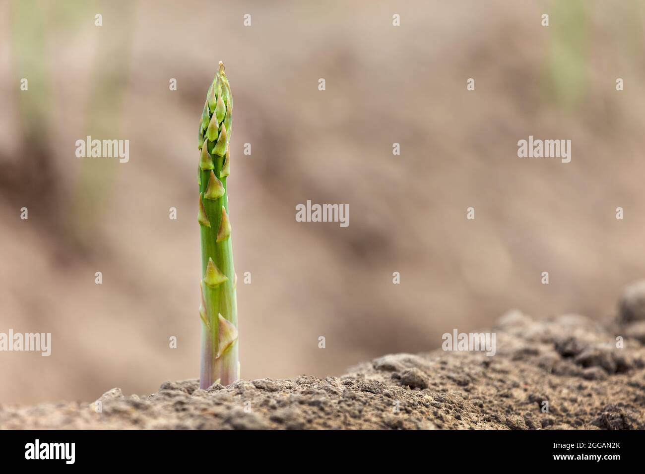 Einfacher Spargel auf der Erde, der zur Ernte bereit ist und Platz für Kopien bietet Stockfoto