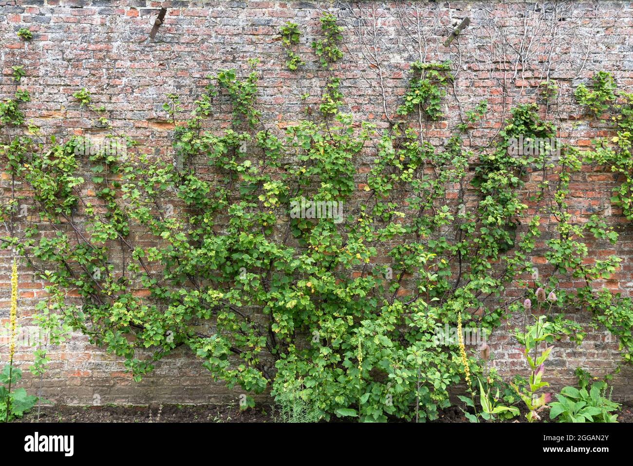 Fan trainierte Johannisbeere an einer Wand Stockfoto