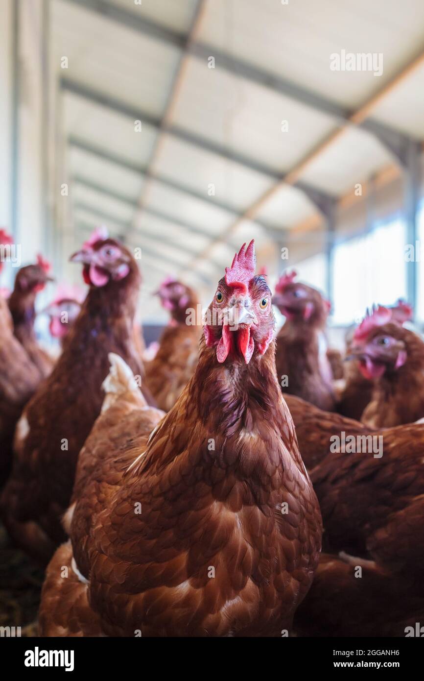 Neugierige braune Henne auf einer Bio-freien Hühnerfarm Stockfoto