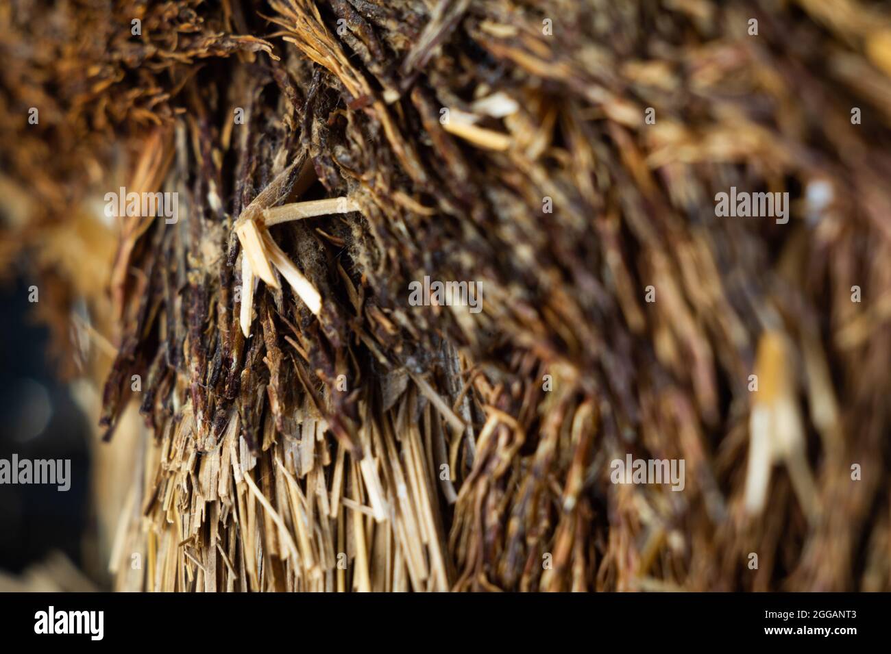 Nahaufnahme einer spitzen Baumstammoberfläche Stockfoto