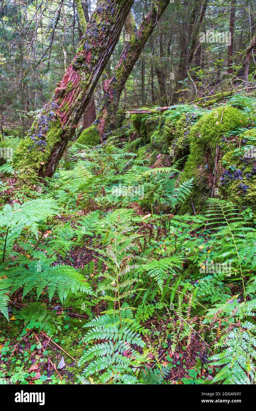 Grüner Farn in einem alten Wald mit schiefen Bäumen Stockfoto