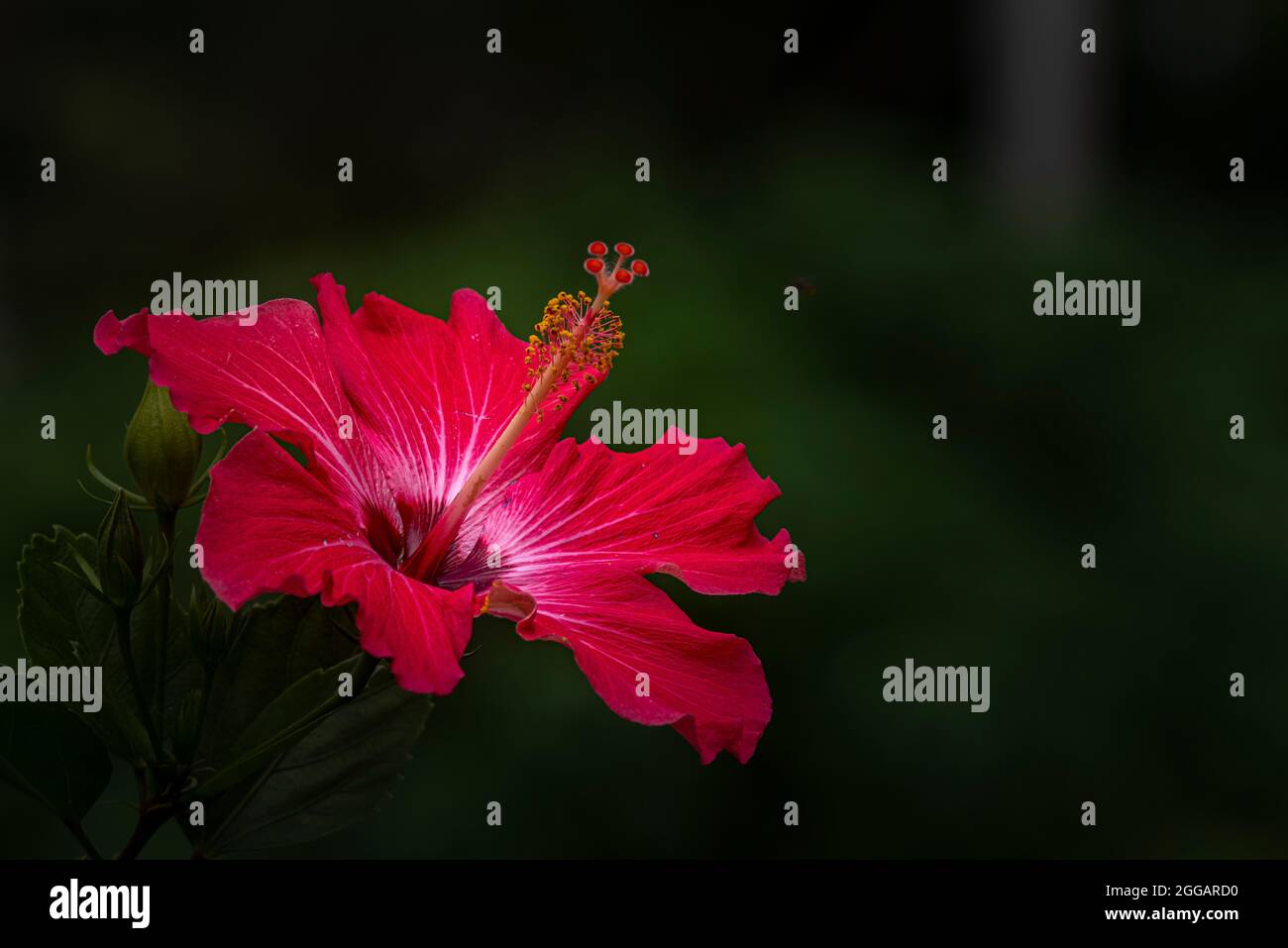 Hibiskusblüte rot rosa weiß und dunkelgrüner Hintergrund Stockfoto