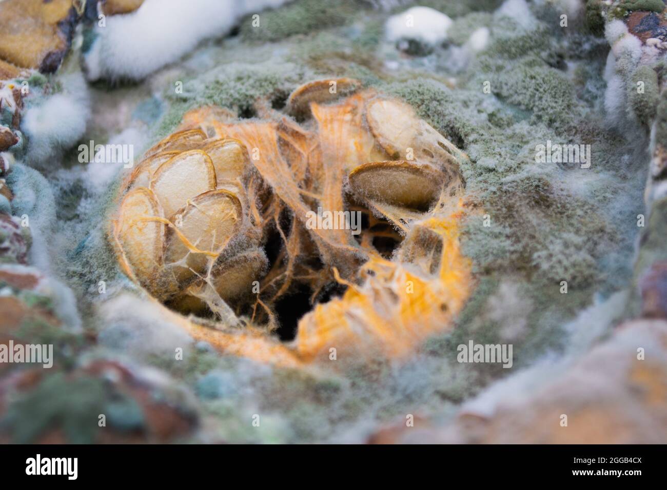 Nahaufnahme von grünem, blauem und weißem Schimmelpilz, der auf einem verfaulten Kürbis mit Samen in der Mitte wächst. Stockfoto