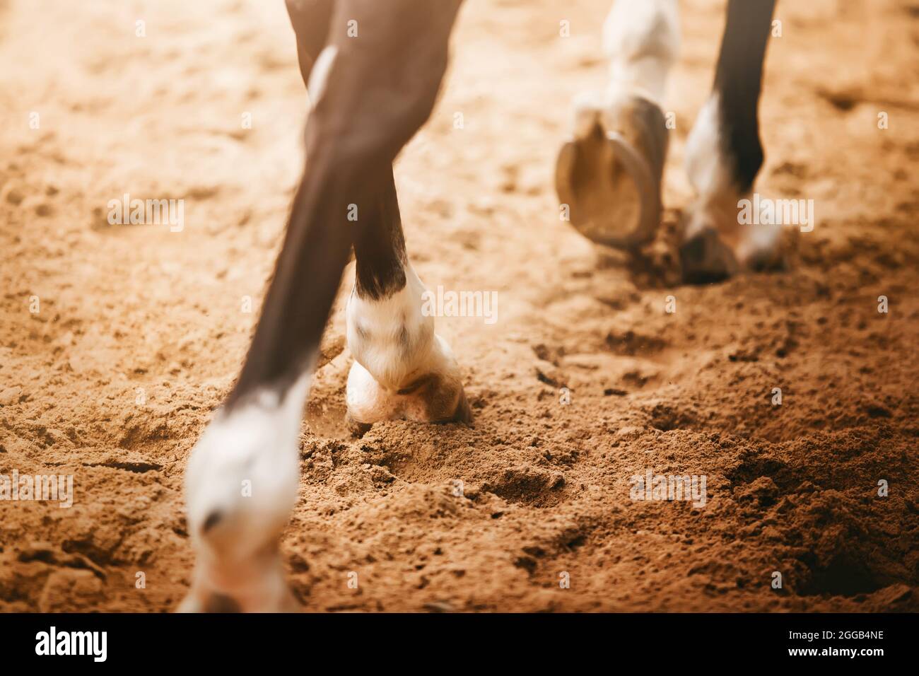 Ein dunkles Pferd galoppiert um die Arena und tritt an einem sonnigen Tag mit schurrenden Hufen auf den Sand. Reitsport. Stockfoto