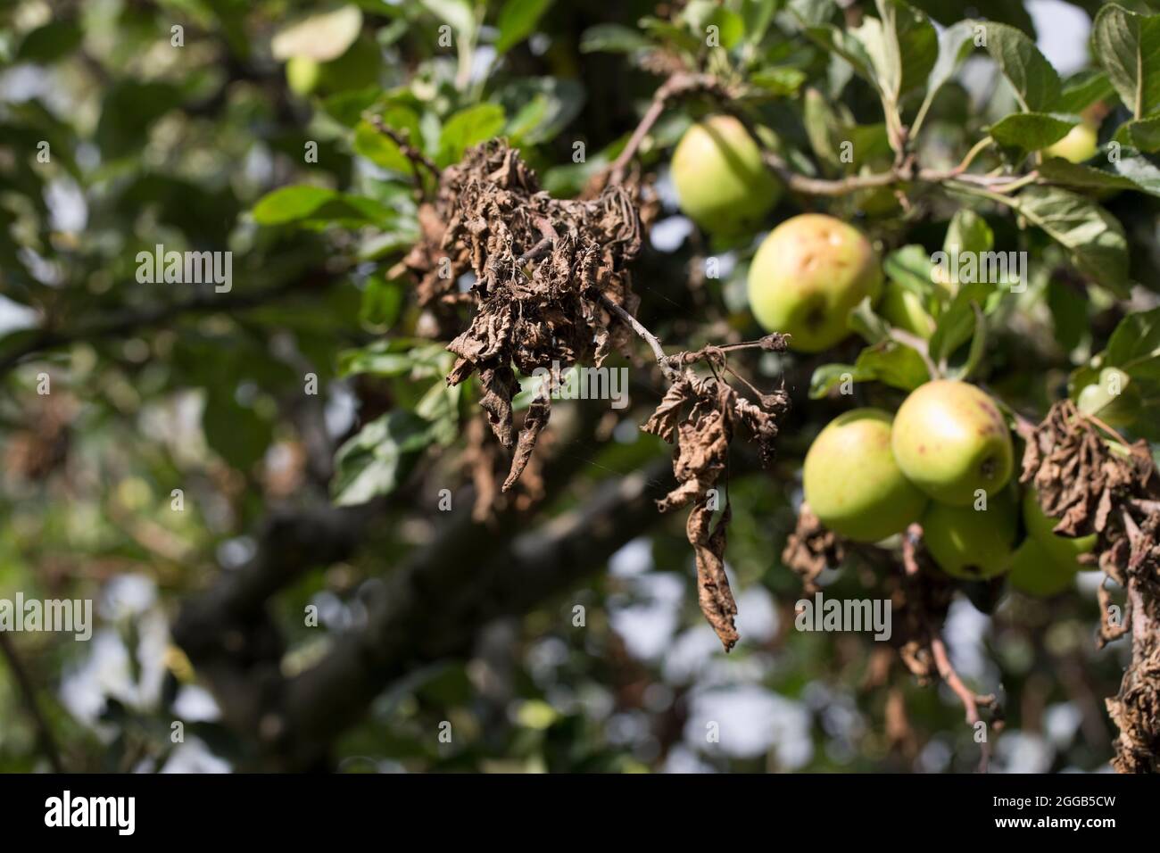 Apfelkanker Neonectria ditissima (syn. Neonectria galligena, Nectria galligena), die tote Teile von Ästen und Zweigen sowie Fruchtsporne auf einer App zeigt Stockfoto