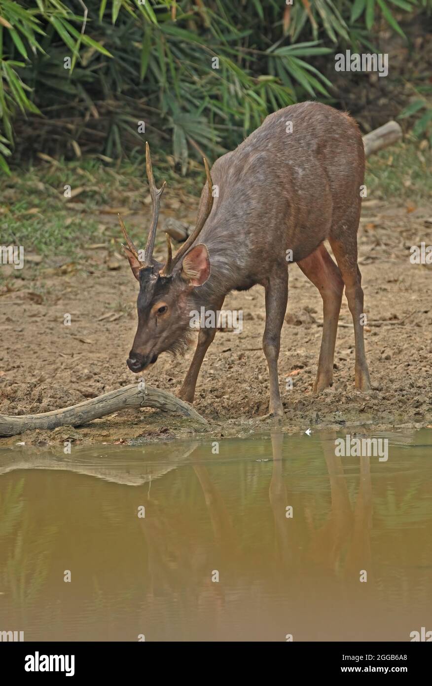 Sambar (Cervus unicolor) Männchen trinkt am Abend am Wasserloch Kaeng Krachan NP, Thailand Februar Stockfoto