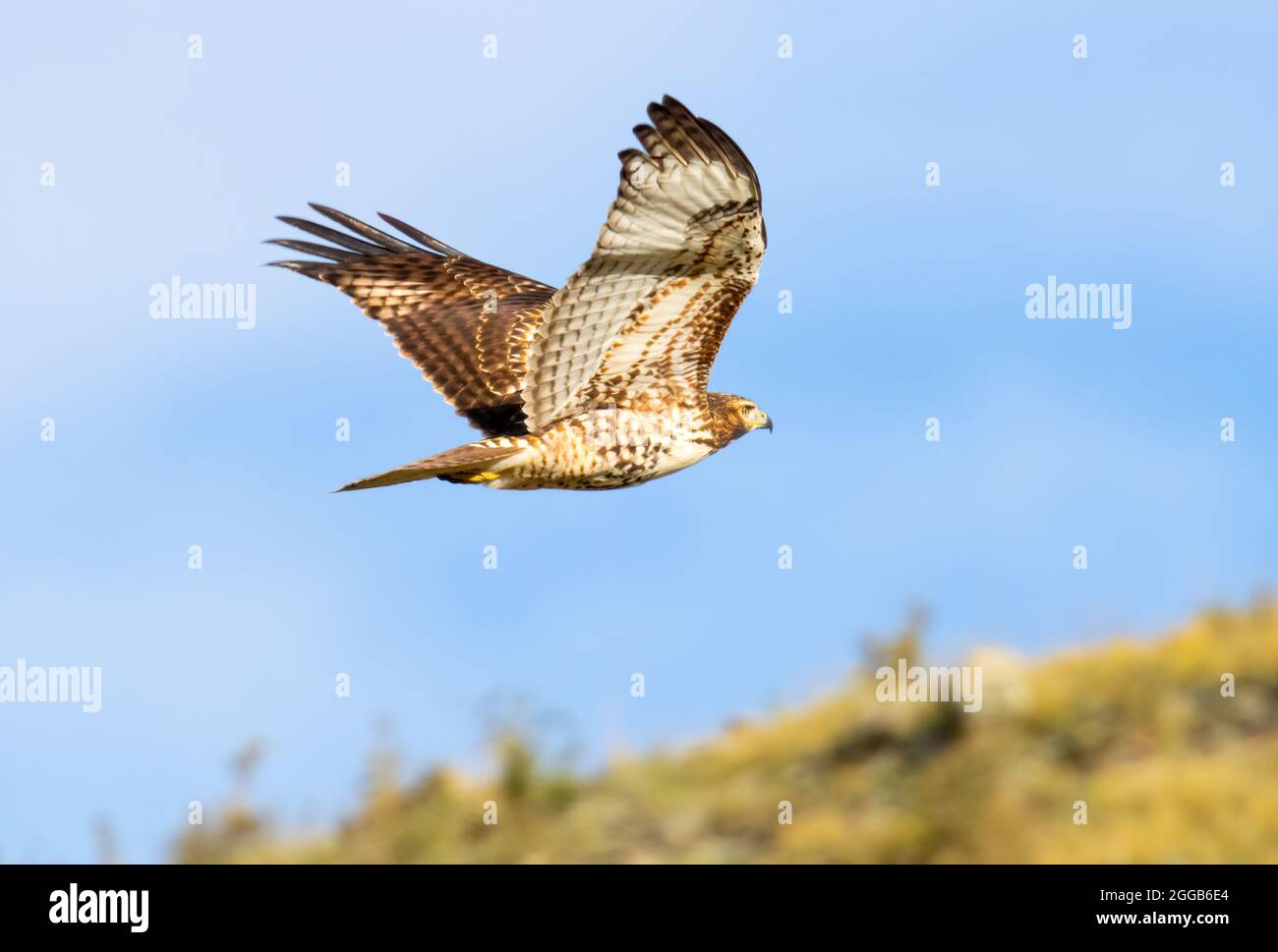 Rotschwanzfalken hoch in den Rocky Mountains von Colorado Stockfoto