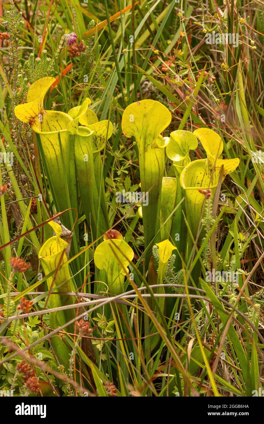 Fleischfressende Kannenpflanzen, nicht-einheimische Pflanzen, die in ein Moorgebiet von Chobham Common, Surrey, England, Großbritannien eingeführt werden Stockfoto