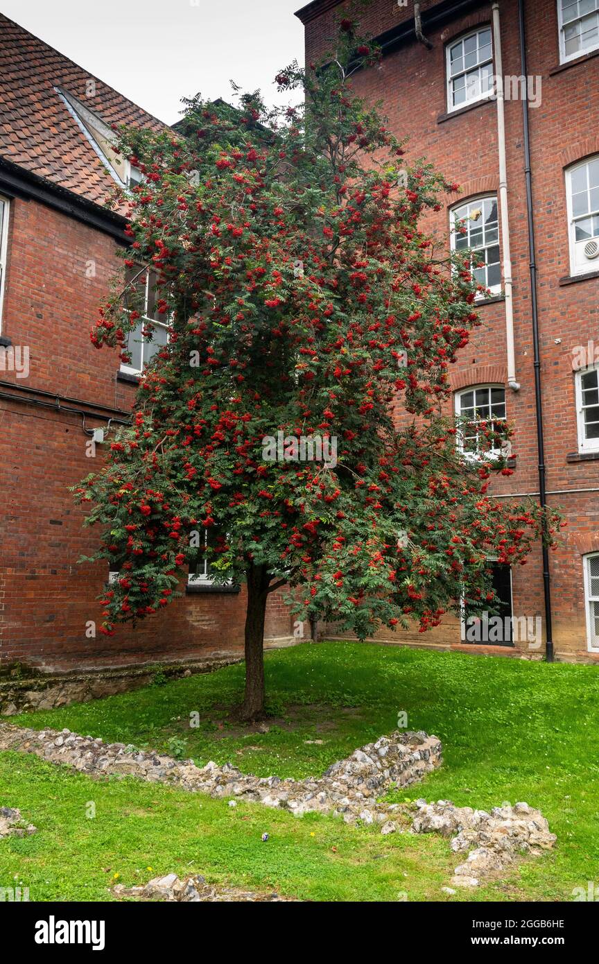 Ein Blick auf einen reifen (Sorbus Aucuparia) Rowan-Baum mit vielen roten Beeren, der in einer Ecke eines Kirchenhofes in norwich steht Stockfoto