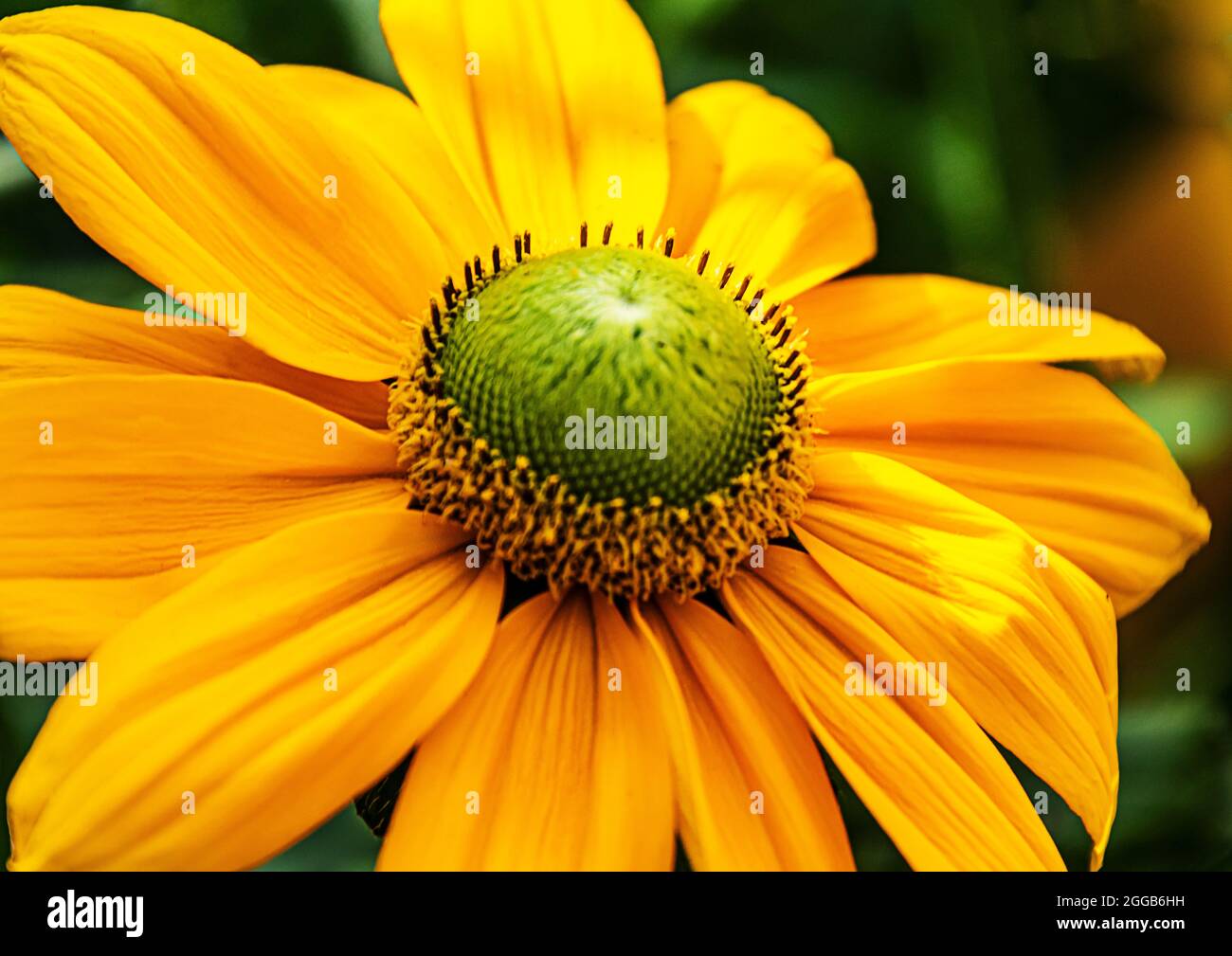 Eine einzelne Nahaufnahme der gelben Echinacea (Kegelblüten) Stockfoto