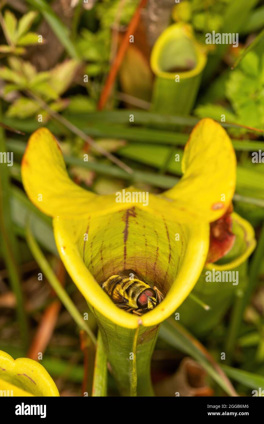 Ein Schwebefliegeninsekt, das in einer Krug-Pflanze, einer fleischfressenden Pflanze, auf einem Moor, Großbritannien, gefangen ist Stockfoto