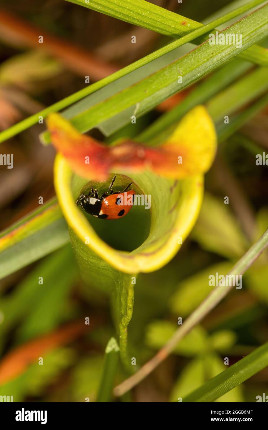 Ein Marienkäfer (Marienkäfer), der in einer Krug-Pflanze, einer fleischfressenden Pflanze, auf einem Moor, Großbritannien, gefangen ist Stockfoto