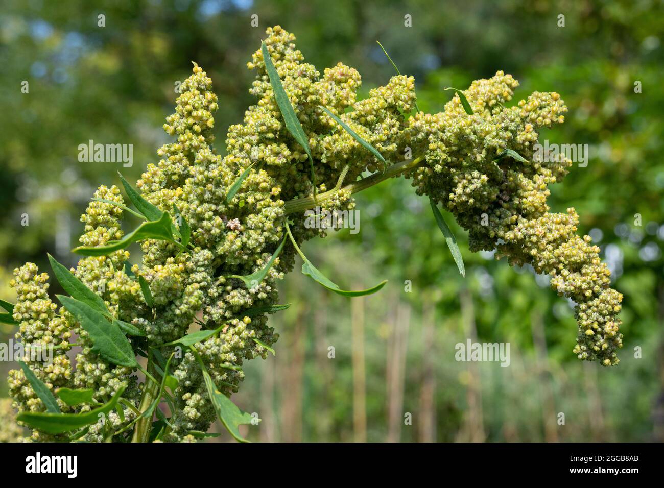 Quinoa-Pflanze mit Samen aus nächster Nähe im Garten Stockfoto