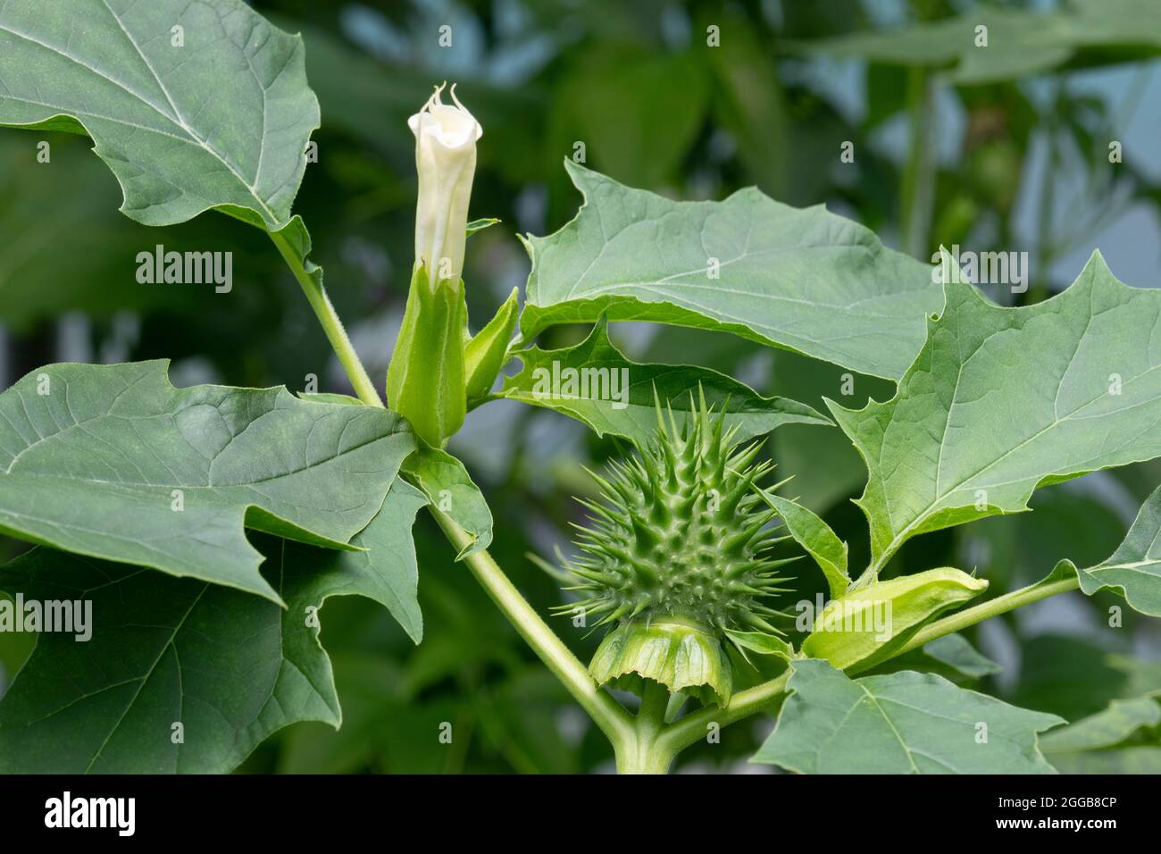 Datura stramonium Pflanze mit Blume und Dorn Apfel Nahaufnahme im Freien Stockfoto