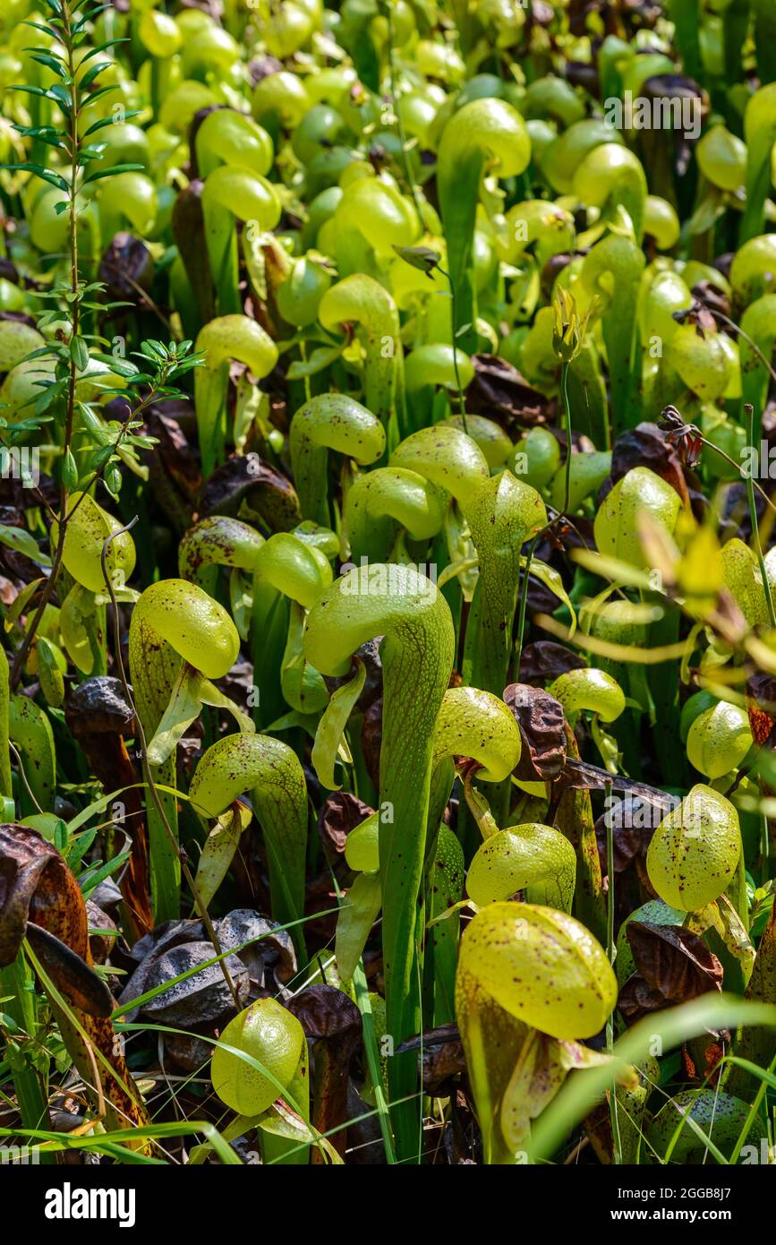 Fleischfressende Pflanze Darlingtonia calfornica im staatlichen Naturgebiet von Darlingtonia. Florenz, Oregon, USA. Stockfoto
