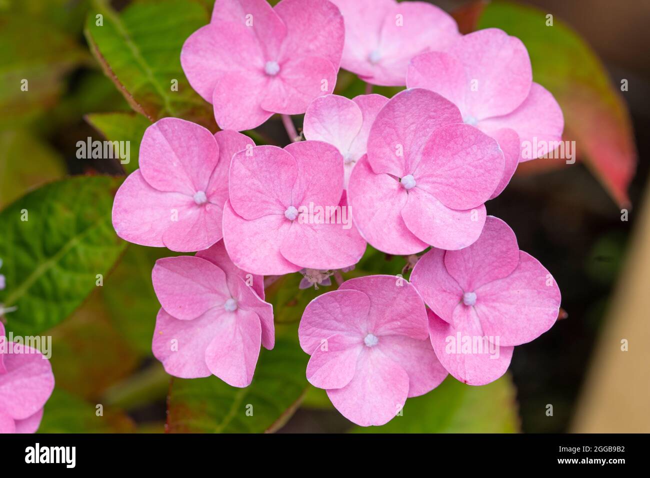 Eine Nahaufnahme von blassrosa Hydrangea macrophylla (thunb.) ser Blüten aus der Familie der Hydrangeaceae. Wächst in einem englischen Garten im August, Großbritannien Stockfoto
