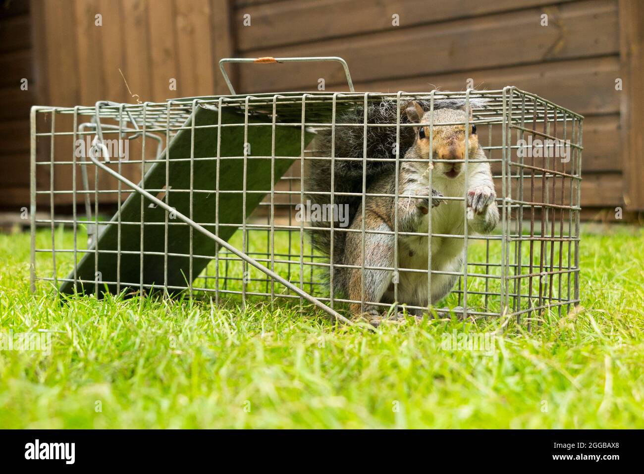 Wildes graues Eichhörnchen gefangen und in einer humanen Falle gefangen, nachdem es in einem Vorstadtgarten durch Graben des Rasens zu einem Ärgernis geführt hat. Eichhörnchen sind eine Schädlingsbekämpfungsmittel. VEREINIGTES KÖNIGREICH (127) Stockfoto