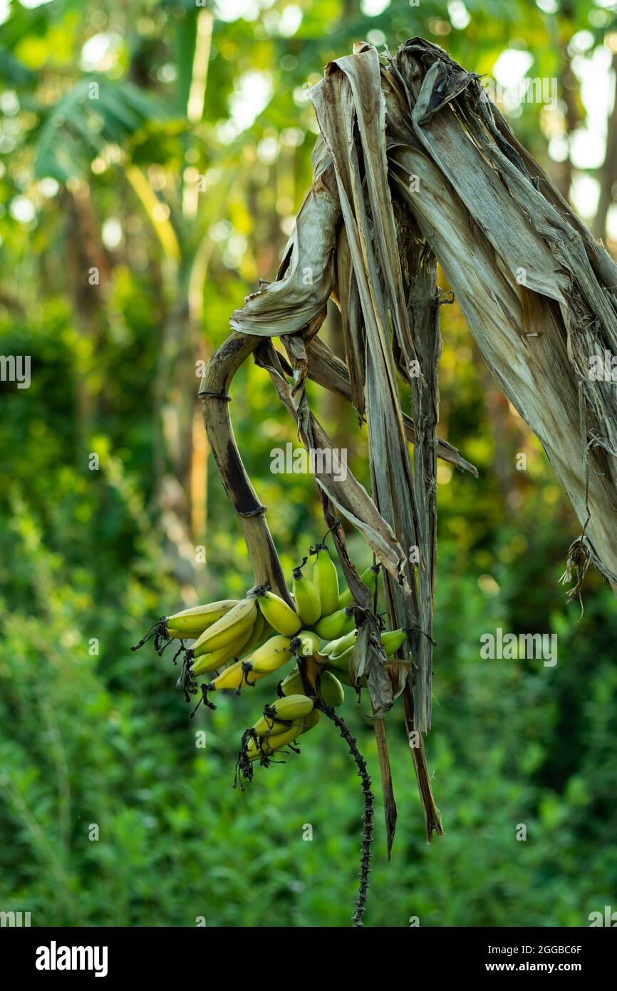 Halbrohe, halbreife Banane auf einem toten Baum in den Wald Stockfoto