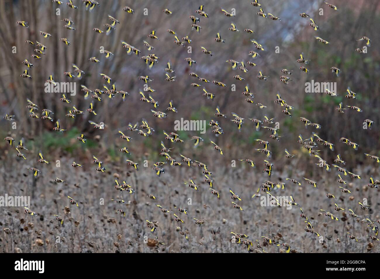Große Herde europäischer Goldfinken (Carduelis carduelis), die im Sonnenblumenfeld auf der Suche nach Samen im Winter fressen Stockfoto