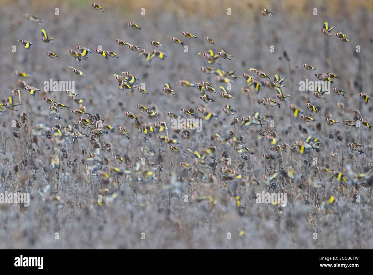 Große Herde europäischer Goldfinken (Carduelis carduelis), die im Sonnenblumenfeld auf der Suche nach Samen im Winter fressen Stockfoto