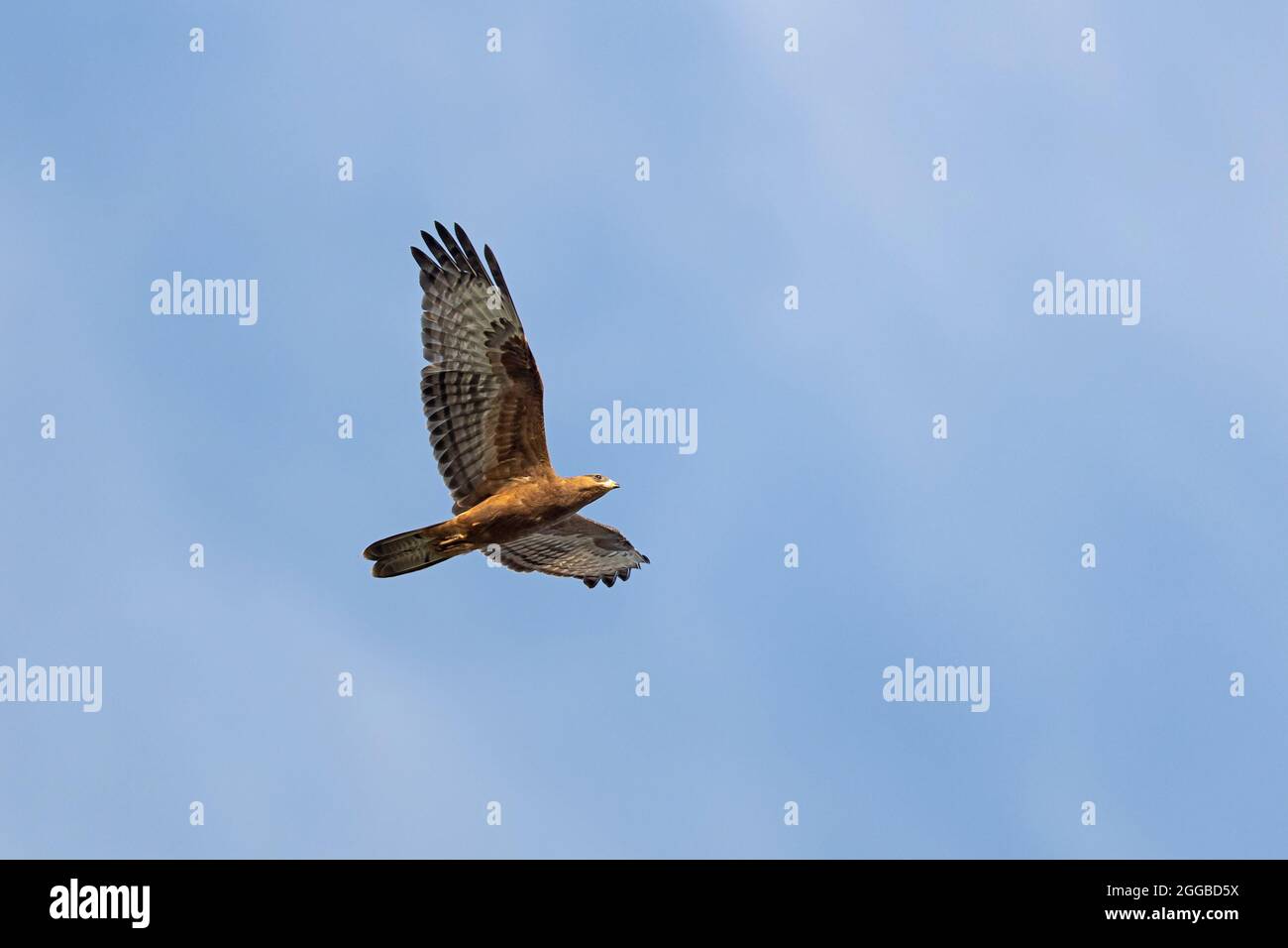 Wandernder Europäischer Honigbussard (Pernis apivorus) über Falsterbo, Schweden Stockfoto