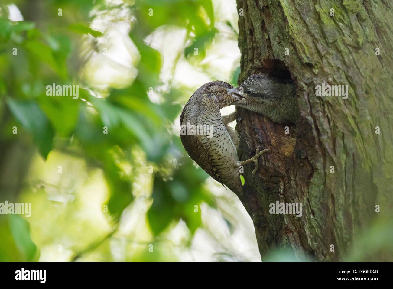 Eurasischer Wryneck / nördlicher Wryneck (Jynx torquilla) Fütterung von Jungen / Küken / Nestlinge in Nestloch im Baum im Wald im Frühjahr Stockfoto