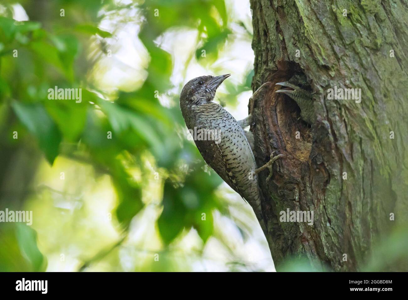 Eurasischer Wryneck / nördlicher Wryneck (Jynx torquilla) Fütterung von Jungen / Küken / Nestlinge in Nestloch im Baum im Wald im Frühjahr Stockfoto